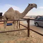 قعود اشقح باتلي