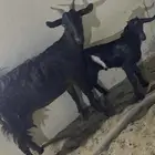 معزا ثلاث يتبعها ثلاث