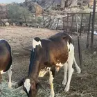 حسلان للبيع ثورين وحسيله