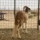 سواكنيه ثنيه