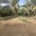 جريد نخل للبيع