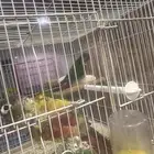 زوج كنيور يلو سايد