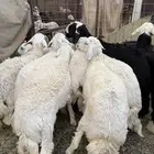 طليان وتيوس ذبايح نظيفه ع الشرط ( سلخ وتوصيل )