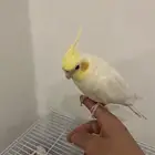 بغباء أليف كروان
