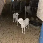 برابر ولاد الديره
