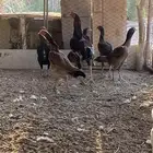 المندسة
