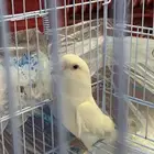 روز