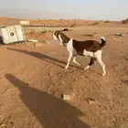 عنز هولنديه طيبه دافع