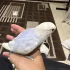 عصافير روز