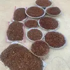 بذور سدر بلدي