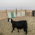 عنز للبيع