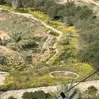 أشجار بريه احجام كبيره للبيع
