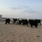 غنم نجد