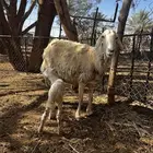 للبيع نعجه سدس والد شرط روم وسلم معها رخل عليه سوم1420