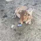 بقرتين للبيع الموقع اضم