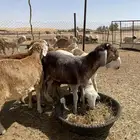 سواكني