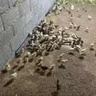 صوص بلدي  فيومي