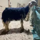 طلي نجدي صنفف