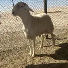 فحل حري ثني كفو