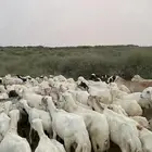 غنم الرفيدي