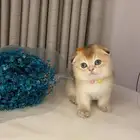 قطط للبيع سكوتش فولد