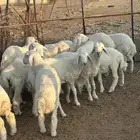 طليان حري صافي العدد 14 للبيع