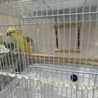 ببغاء الراهب أو كويكر