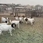 ماغز البورقيت