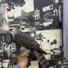 باز وحش