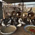 حمام
