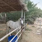حصان واهو حفيد ابطال