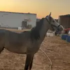 مهره كحيلة