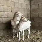 بربرية تحتها رخلة