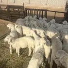 بهم للبيع