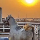 مهر واهو والبيعة شعبي