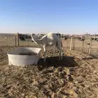 للبيع قعود