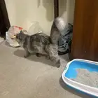 بس ش