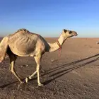 قعود للبيع