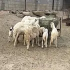 ضان للبيع