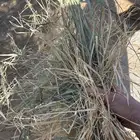 علف مخلط حصاد مزرعة مع برسيم