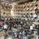 فروج دجاج فيومي