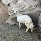 طلي للبيع ( تم البيع )