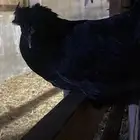 دجاج فارسي للبيع