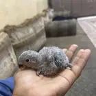 طير روز فرخ لون ازرق شملا القفص