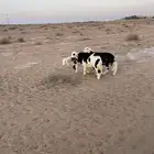 بهم نجد