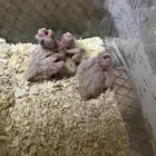 فروخ كروان لاتينيو