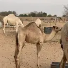 قعود مفرود تحت أمه سمين