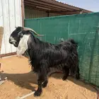 تيس عارضي شرط القريع السن سدس