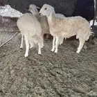 طليان و رخال
