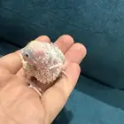 فراخ بادجى غر للبيع